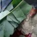 Kecelakaan Tunggal, Pengemudi Sepeda Motor Jatuh dan Tewas Ditempat