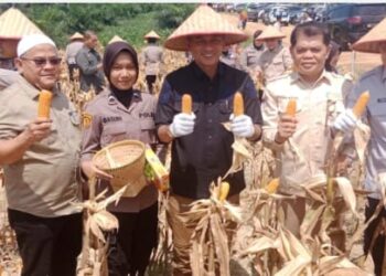 Panen Raya Jagung Serentak Kuartal II TH 2025, Di Hadiri Langsung Wakil Bupati Muaro Jambi Junaidi Mahir