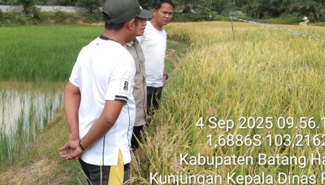 Hasil Panen Melimpah : Berkah Zakat Petani Desa Napal Sisik